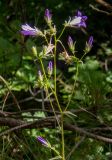 Campanula taurica