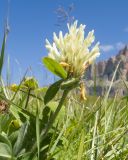 Trifolium trichocephalum