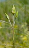 Смотреть изображение Scorzonera stricta