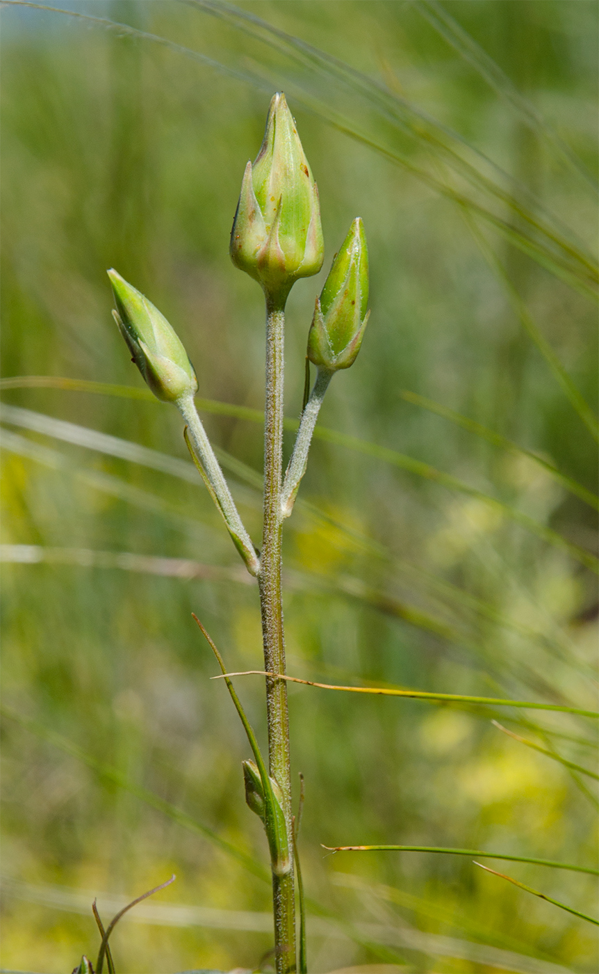 Изображение особи Scorzonera stricta.