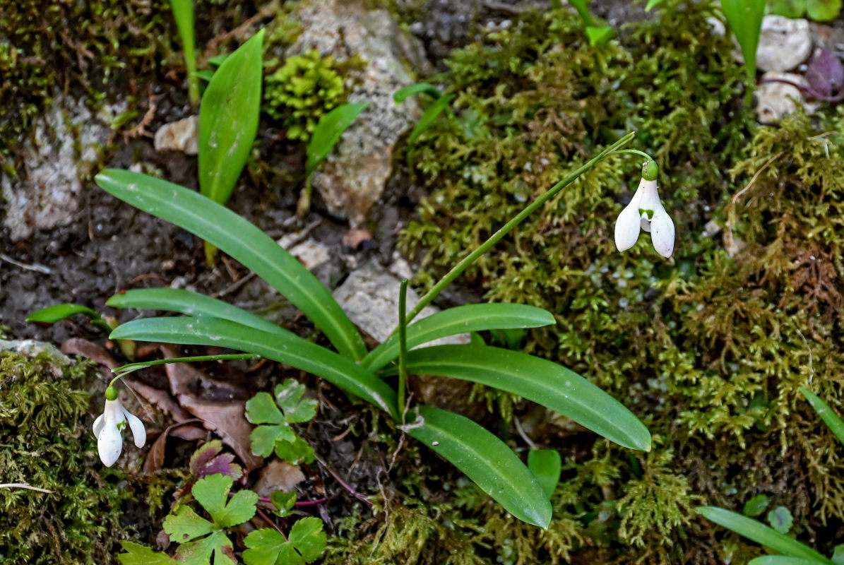 Image of Galanthus woronowii specimen.