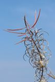 Chamaenerion angustifolium. Верхушка соплодия с невскрывшимися и вскрывшимися плодами. Беларусь, Витебская обл., окр. пос. Езерище, суходольный луг. 27.08.2024.