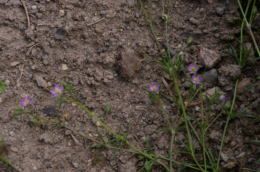 Image of Spergularia rubra specimen.