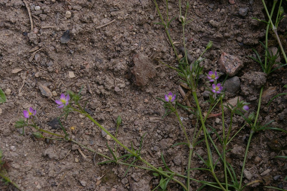 Изображение особи Spergularia rubra.