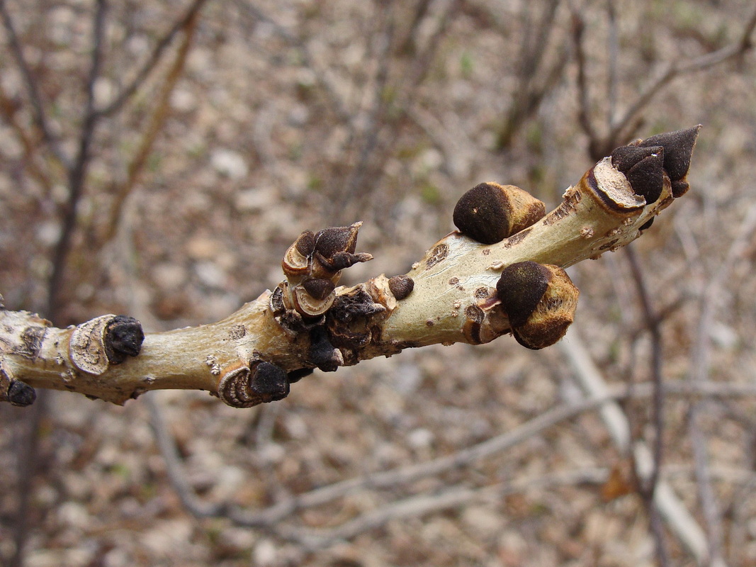 Image of Fraxinus mandshurica specimen.