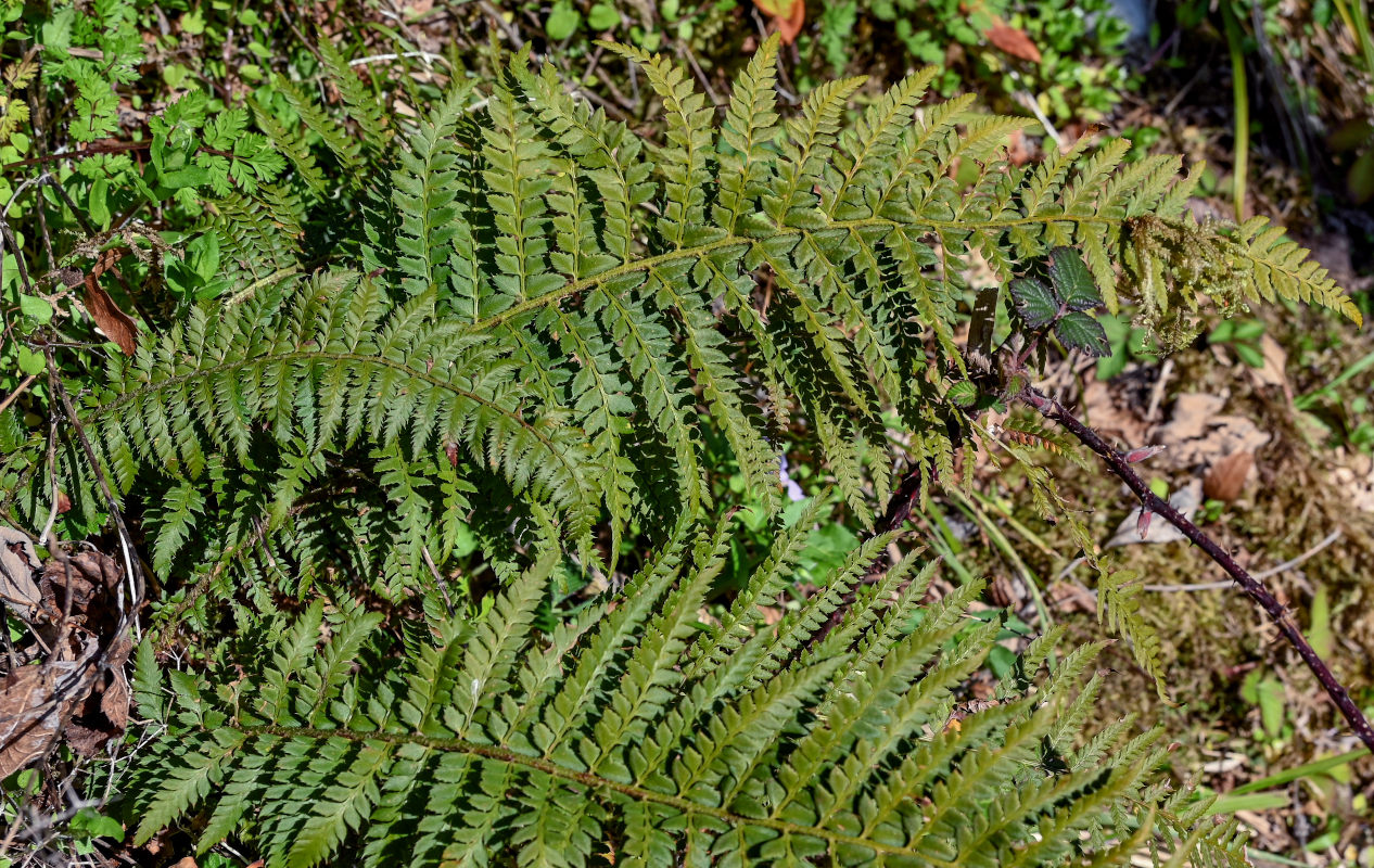 Image of Polystichum aculeatum specimen.