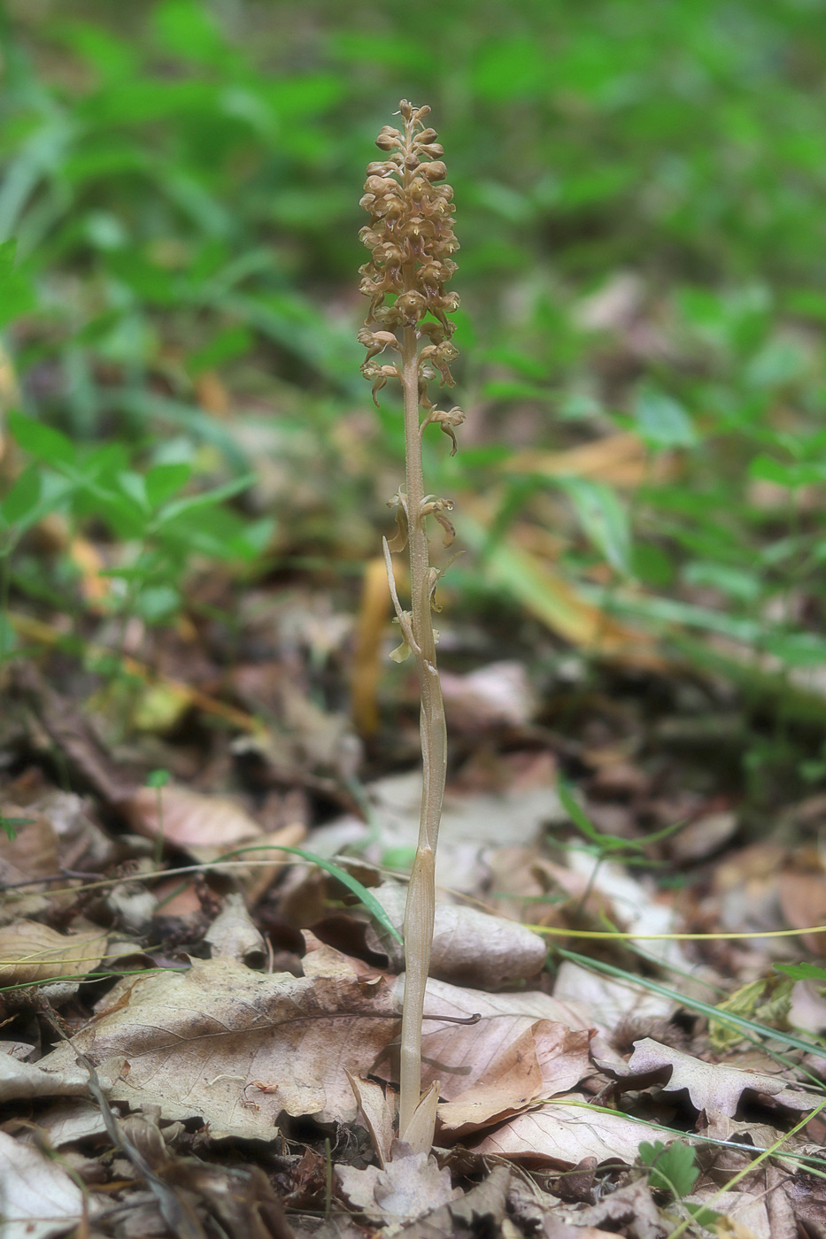 Image of Neottia nidus-avis specimen.