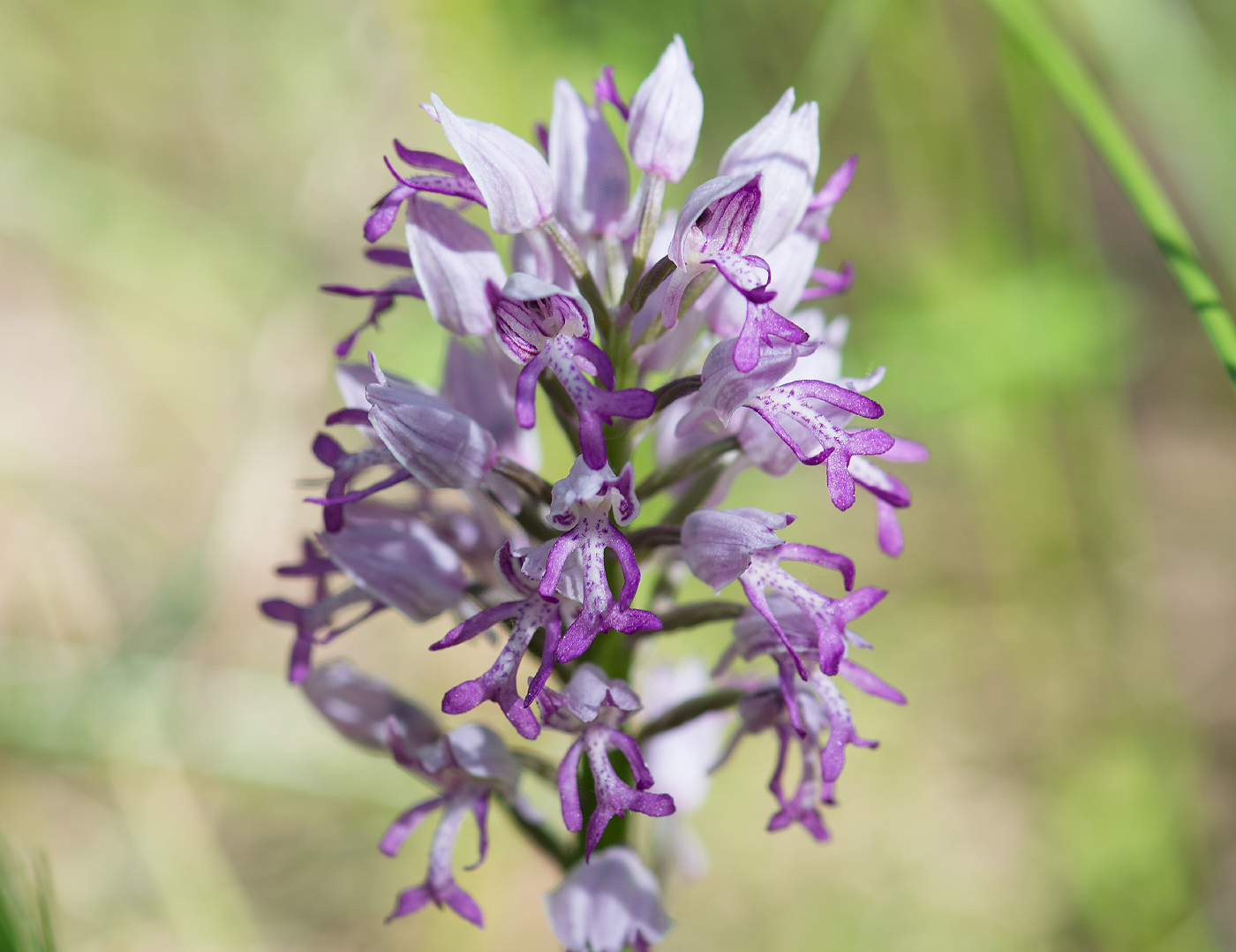 Изображение особи Orchis militaris.