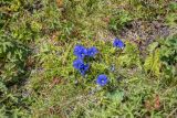 семейство Gentianaceae