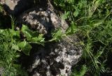 семейство Cucurbitaceae