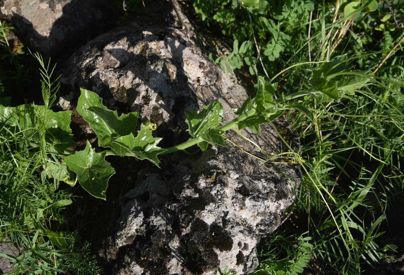 Image of familia Cucurbitaceae specimen.