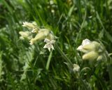 семейство Caryophyllaceae