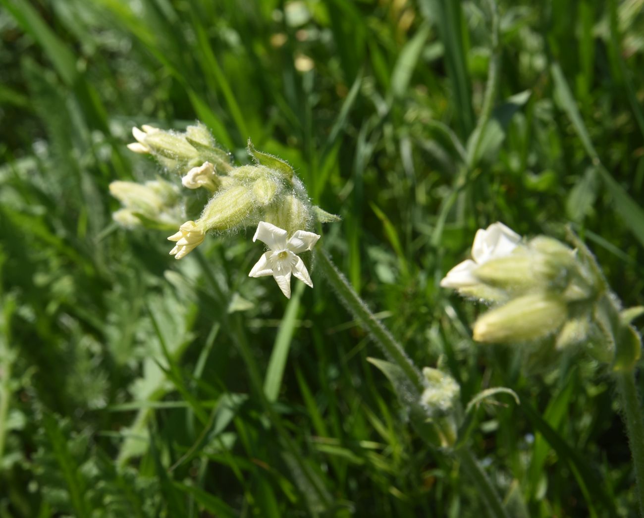 Image of familia Caryophyllaceae specimen.