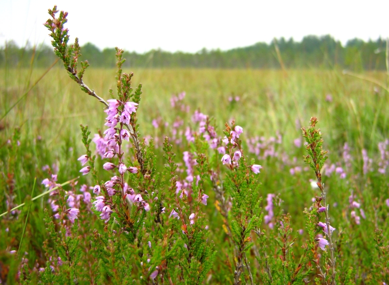 Image of Calluna vulgaris specimen.