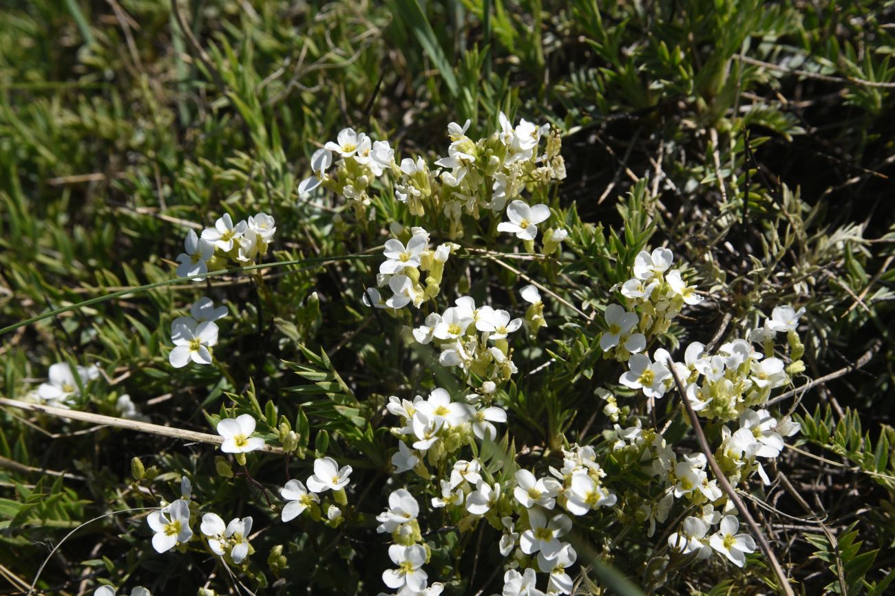 Image of familia Brassicaceae specimen.