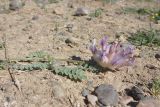 Astragalus nivalis. Побег с соцветием. Таджикистан, Горно-Бадахшанская автономная обл., Мургабский р-н, Аличурская дол., выс. ≈ 3800 м н.у.м., щебнистое дно долины. 12 июля 2025 г.