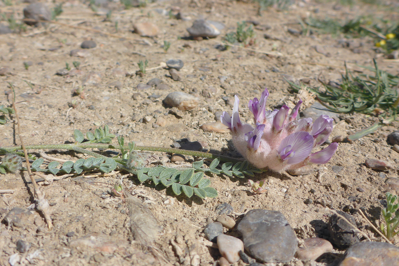 Image of Astragalus nivalis specimen.
