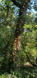 Quercus robur