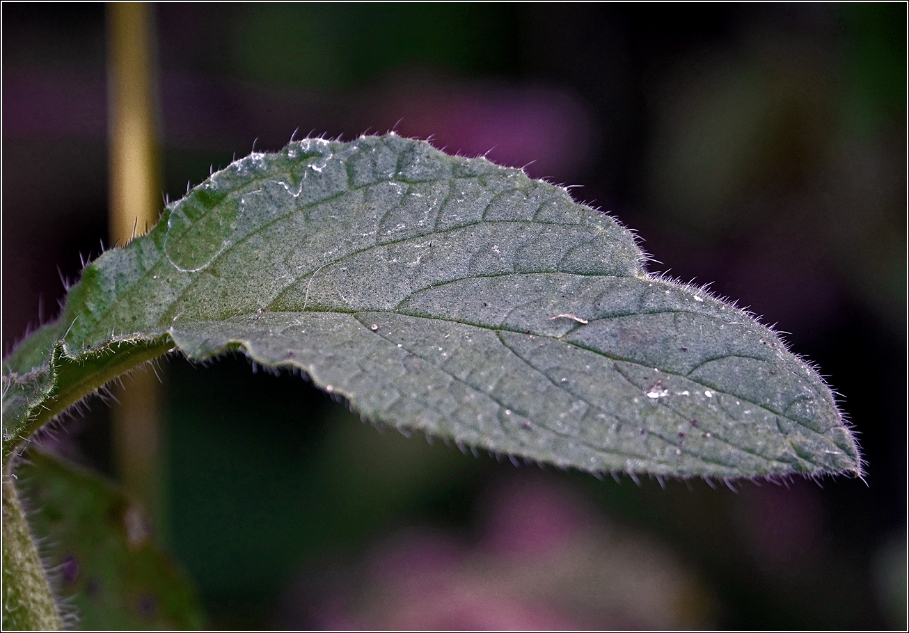 Изображение особи Borago officinalis.