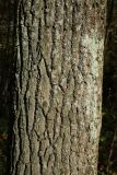 Quercus robur. Ствол взрослого дерева, поросший лишайниками. Санкт-Петербург, Дудергофские высоты, Ореховая гора, широколиственный лес с преобладанием Acer platanoides и Corylus avellana. 18.10.2025.
