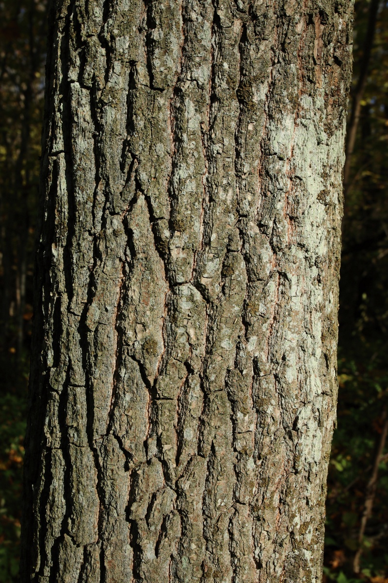Изображение особи Quercus robur.