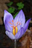 Crocus speciosus. Цветок. Республика Крым, г/о Судак, окр. села Краснокаменка, гора Френк-Юземлер, выс. 557 м н.у.м., дубово-грабовый лес. 12.10.2024.