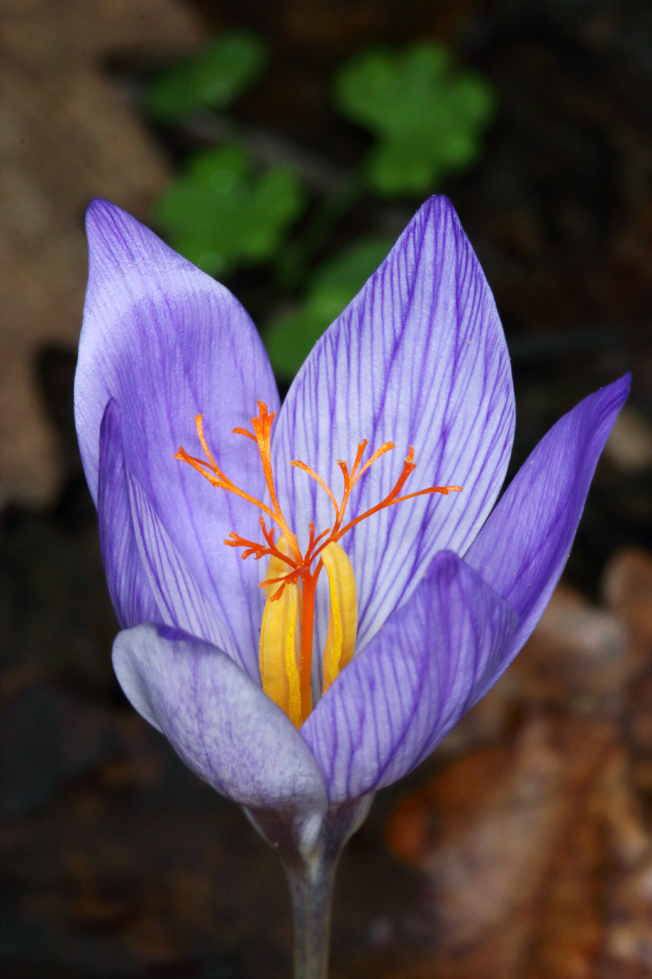 Image of Crocus speciosus specimen.