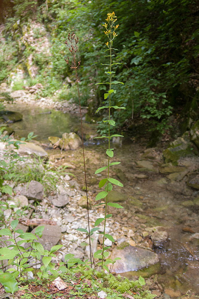 Изображение особи Hypericum hirsutum.