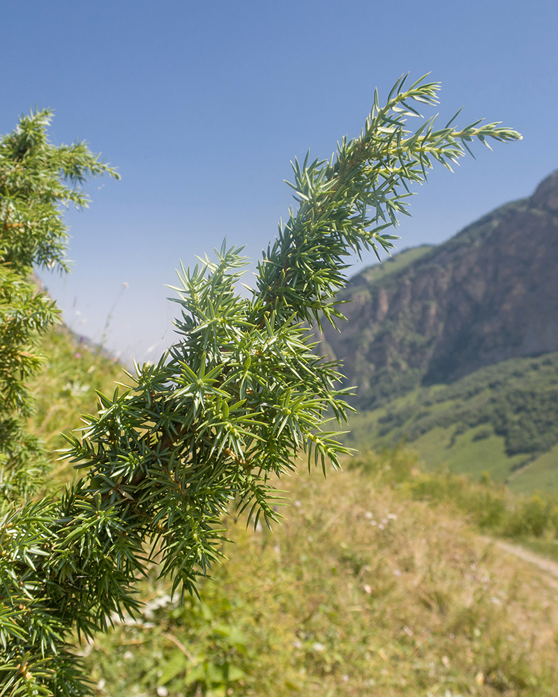 Изображение особи Juniperus oblonga.