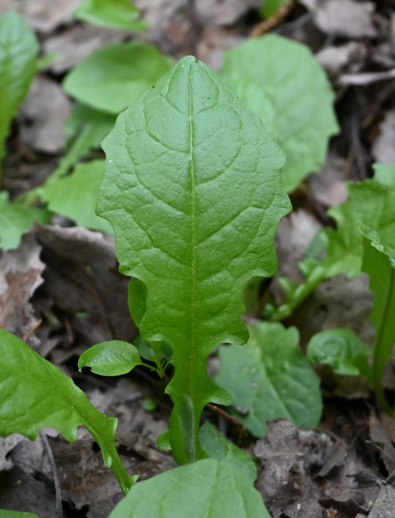 Image of genus Crepis specimen.