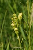 Linaria vulgaris