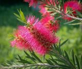 род Callistemon