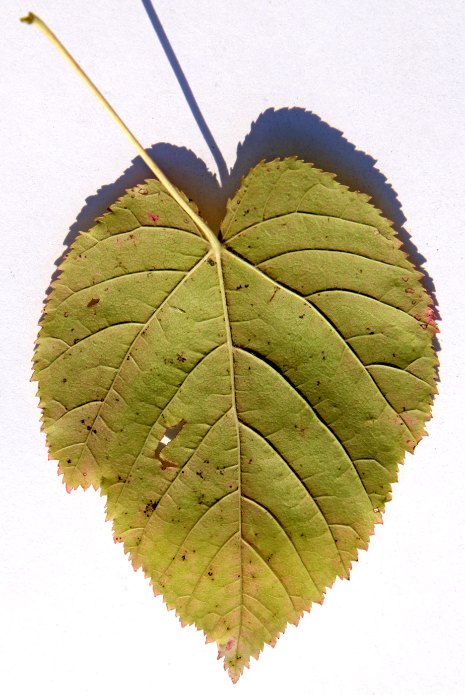 Изображение особи Acer tataricum.