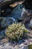 Cassiope ericoides. Цветущие растения среди камней. Хабаровский край, Советско-Гаванский р-н, Безымянный хр., 1811 м н.у.м., курумник. 29.06.2023.