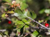 genus Crataegus. Лист. Ставропольский край, г. Пятигорск, вершина горы Машук, подверженный рекреационной нагрузке закустаренный разнотравный луг. 25.09.2025.
