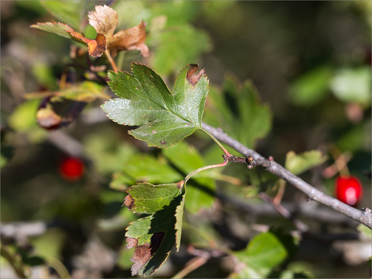 Image of Crataegus monogyna specimen.