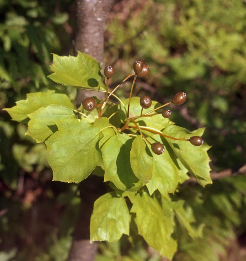 Изображение особи Sorbus torminalis.