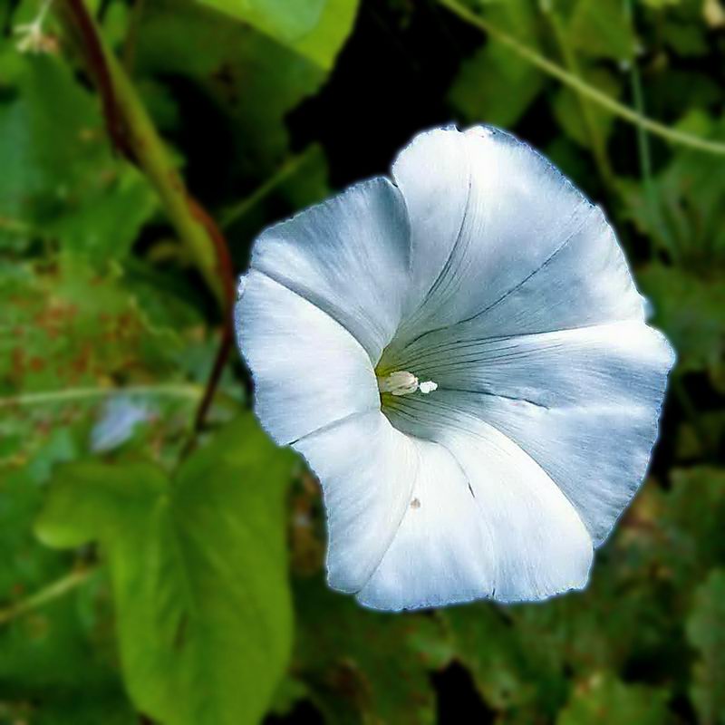 Изображение особи Calystegia sepium.