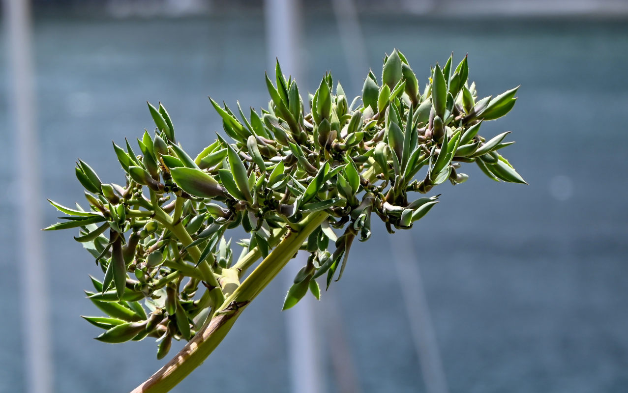 Изображение особи Agave americana.