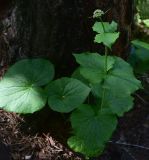 Изображение особи. Автор - Александр Лебедев