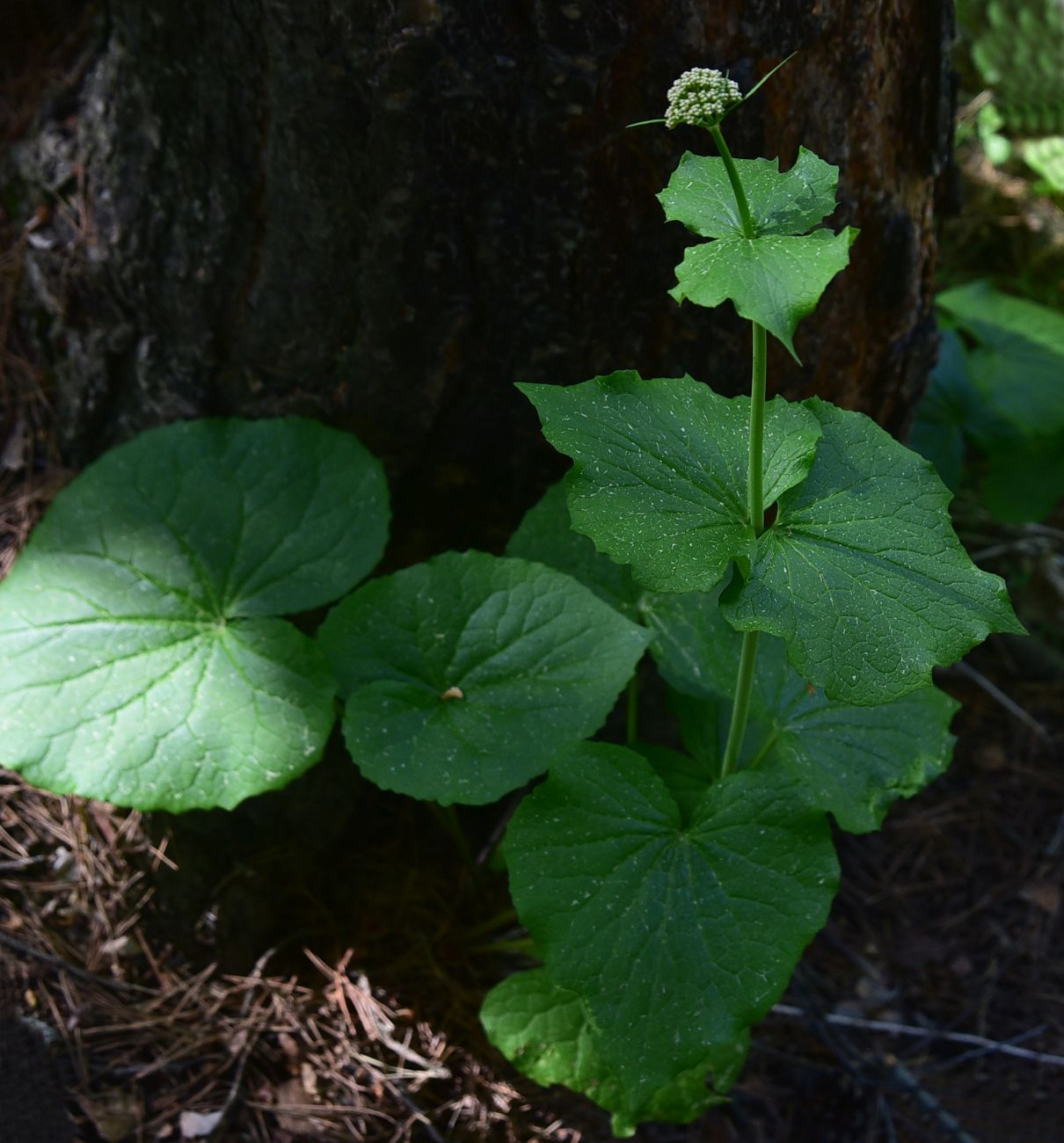 Изображение особи Valeriana tiliifolia.
