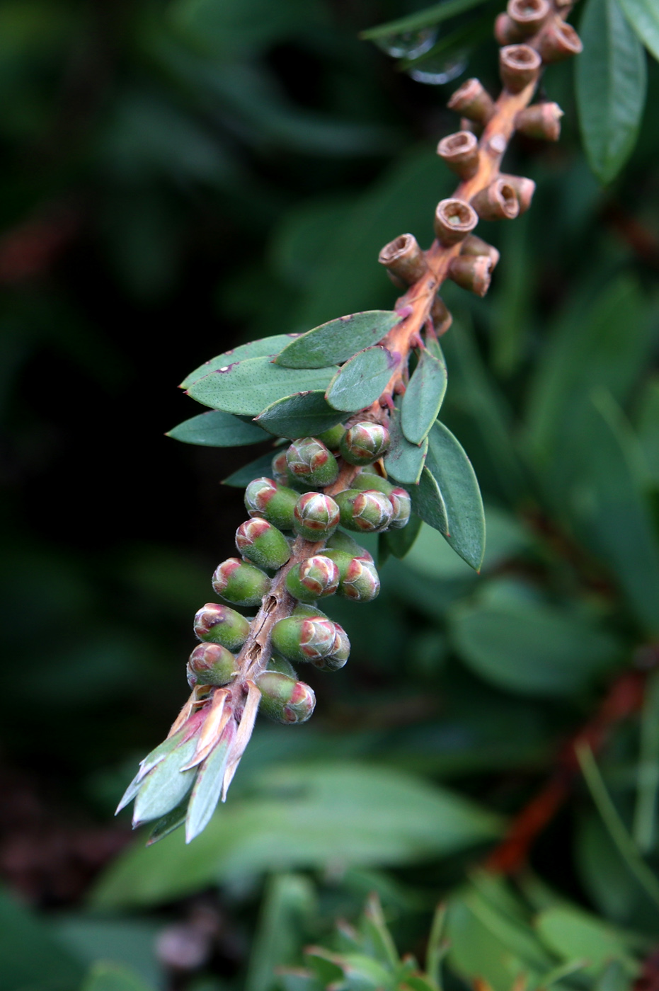 Изображение особи Callistemon citrinus.