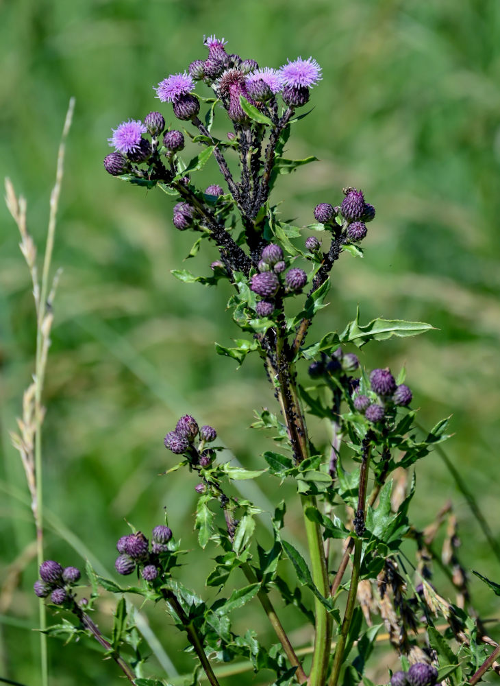 Изображение особи Cirsium arvense.