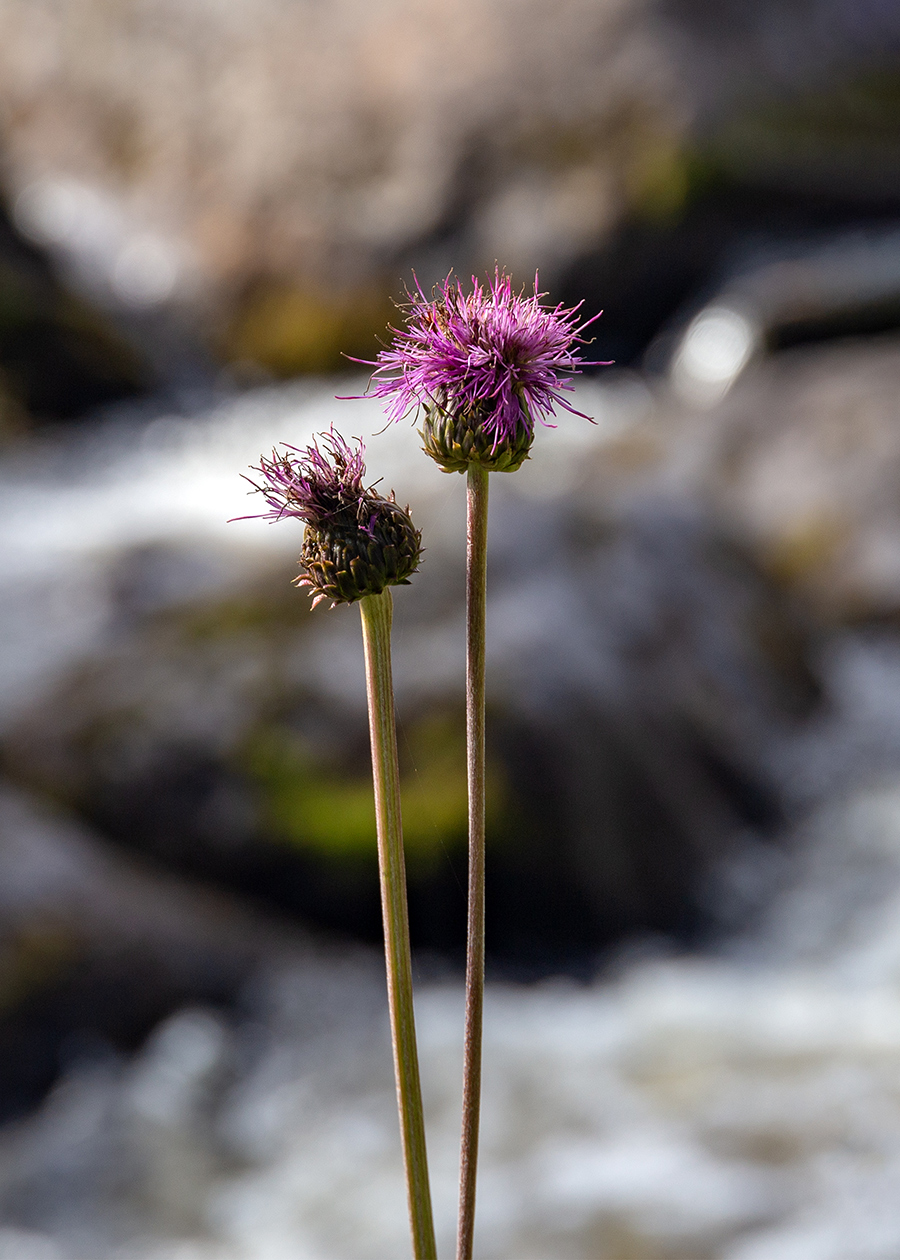 Изображение особи Cirsium heterophyllum.