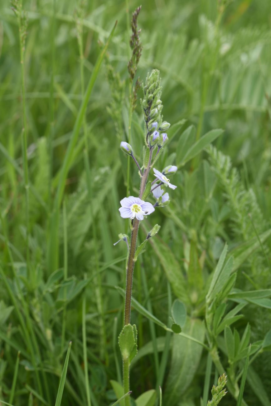 Image of genus Veronica specimen.