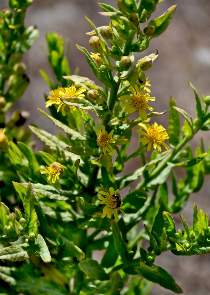 Image of Dittrichia viscosa specimen.