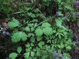 Corydalis lacrimuli-cuculi. Отцветающее растение среди других видов хохлаток. Красноярский край, Ермаковский р-н, пос. Танзыбей, в зарослях ирги. 11.05.2026.