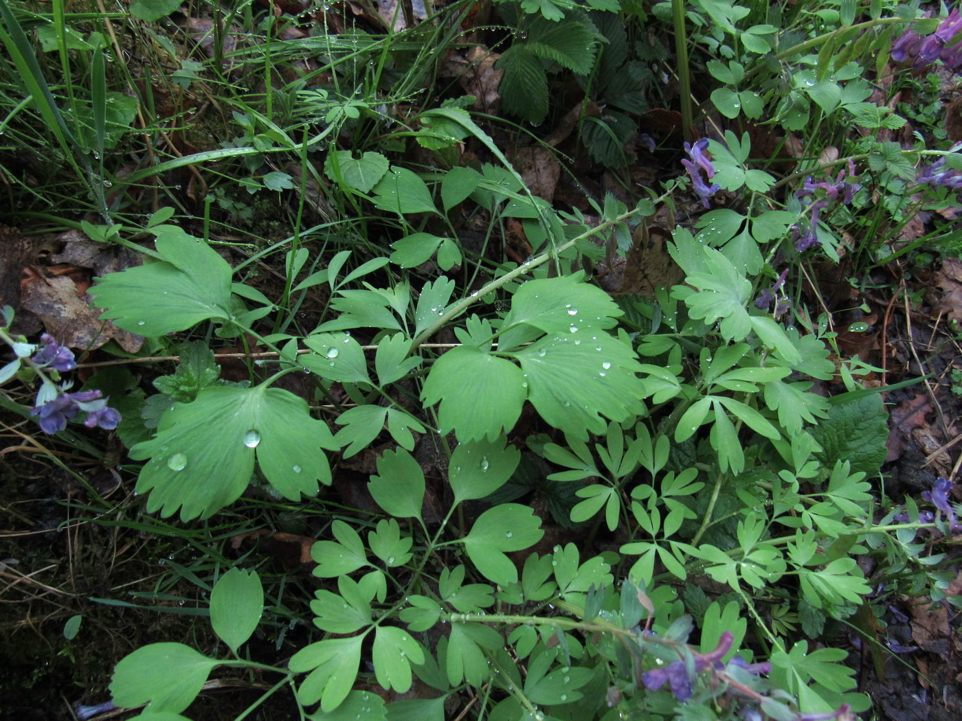Image of Corydalis lacrimuli-cuculi specimen.