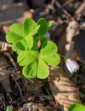 Oxalis acetosella. Листья и цветок. Приморский край, хр. Богатая грива (Океанский), широколиственный лес. 12.05.2026.