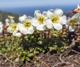 Diapensia obovata